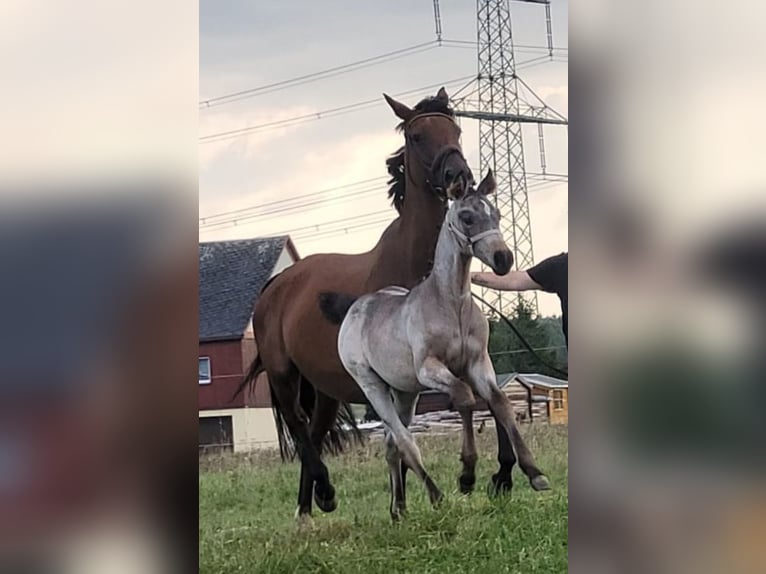 Cavallo da sella tedesco Giumenta 1 Anno 175 cm Baio roano in Marienberg