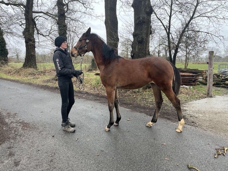 Cavallo da sella tedesco Giumenta 1 Anno Baio in Friedeburg Reepsholt, Reepsholt
