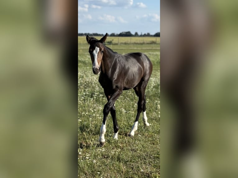 Cavallo da sella tedesco Giumenta 1 Anno Baio nero in Wriezen
