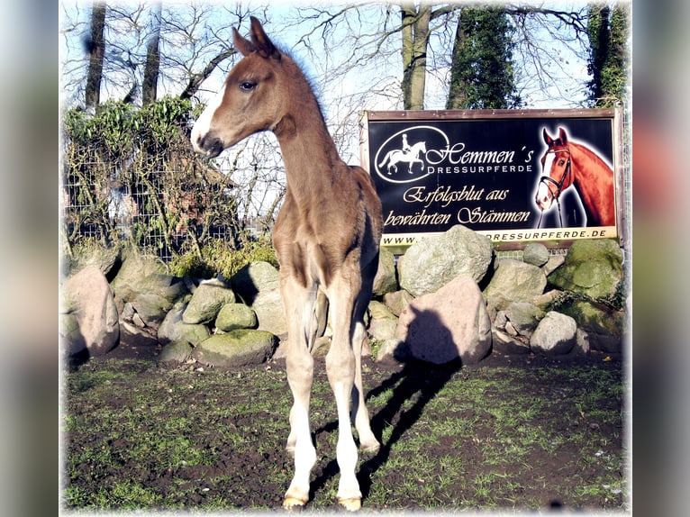 Cavallo da sella tedesco Giumenta 1 Anno in Löningen