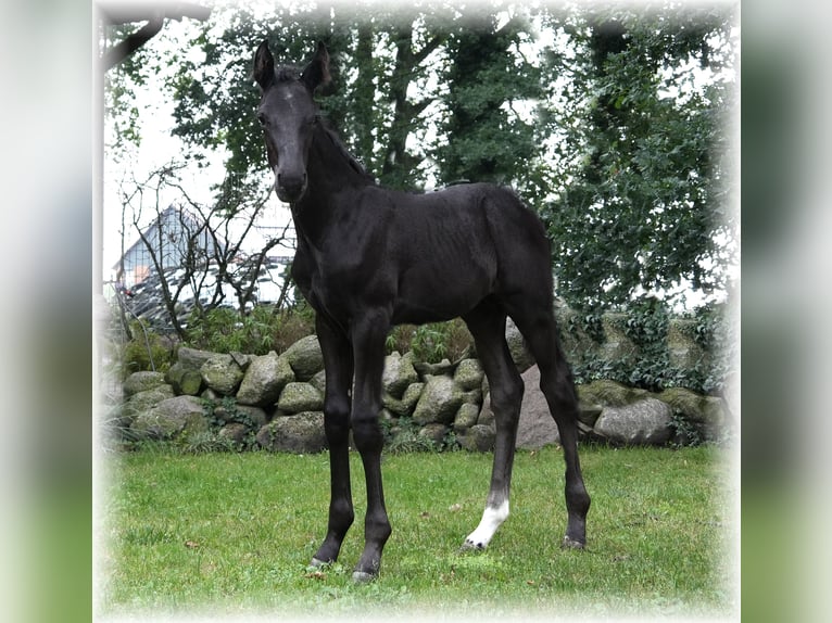 Cavallo da sella tedesco Giumenta 1 Anno in Löningen