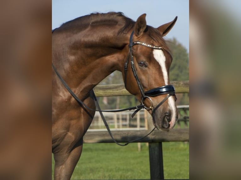 Cavallo da sella tedesco Giumenta 1 Anno in Löningen