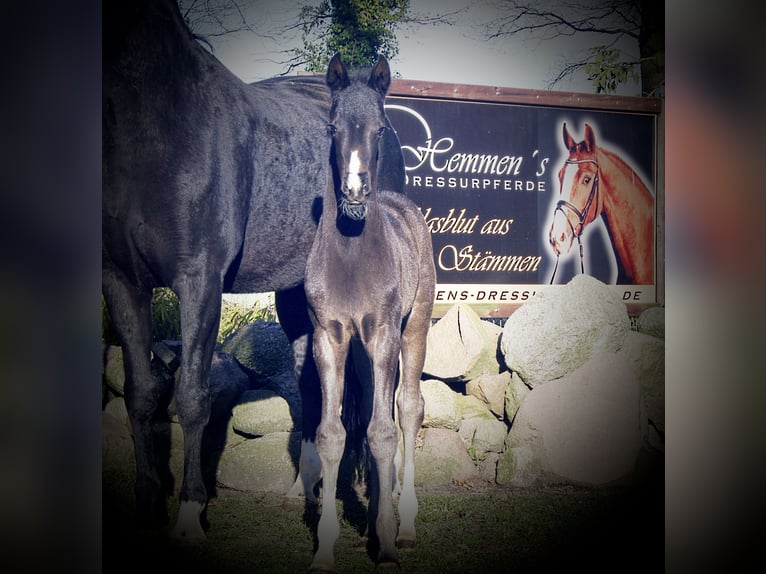 Cavallo da sella tedesco Giumenta 1 Anno in Löningen