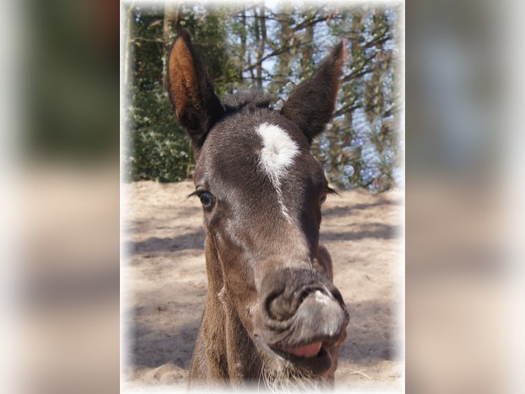 Cavallo da sella tedesco Giumenta 1 Anno in Löningen