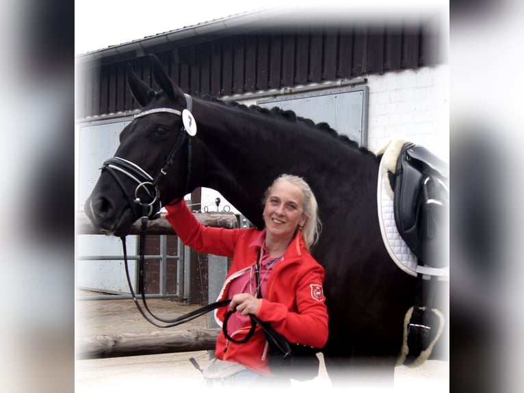 Cavallo da sella tedesco Giumenta 1 Anno in Löningen