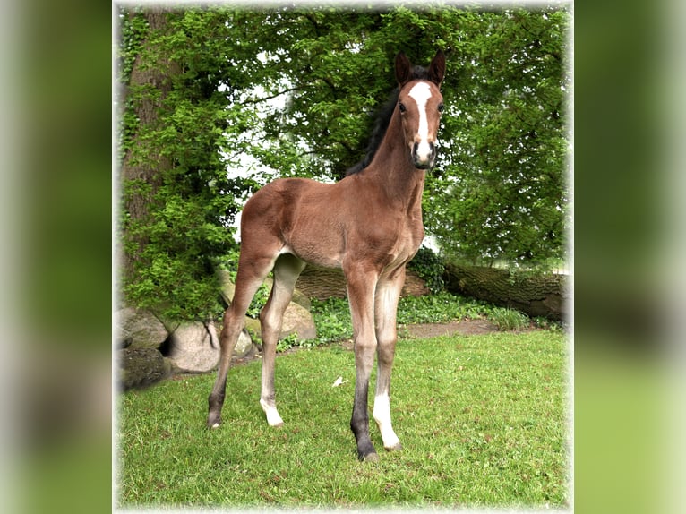 Cavallo da sella tedesco Giumenta 1 Anno in Löningen