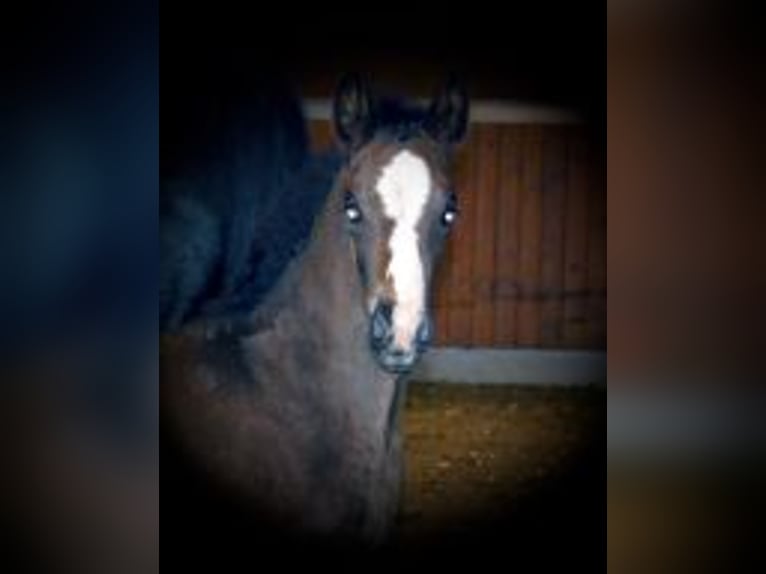 Cavallo da sella tedesco Giumenta 1 Anno in Löningen