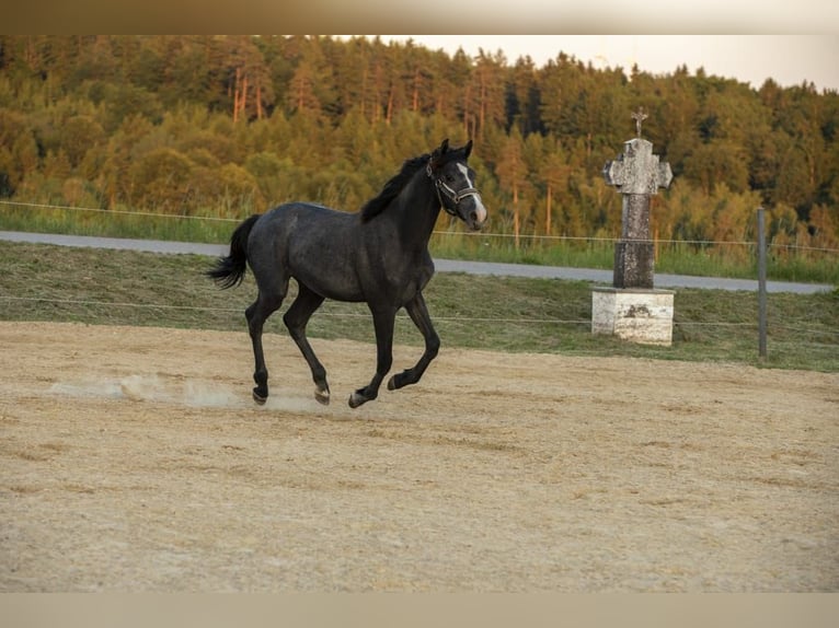 Cavallo da sella tedesco Giumenta 1 Anno Grigio in Wörth an der Donau