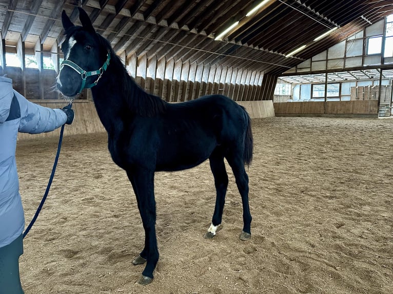 Cavallo da sella tedesco Giumenta 1 Anno Morello in Gunzenhausen