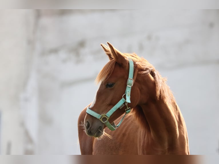 Cavallo da sella tedesco Giumenta 1 Anno Sauro in Marienberg