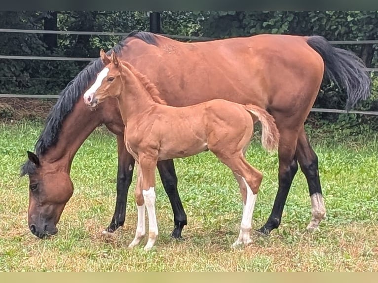 Cavallo da sella tedesco Giumenta 1 Anno Sauro in Paplitz