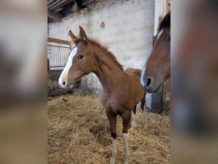 Cavallo da sella tedesco Giumenta 1 Anno Sauro in Paplitz
