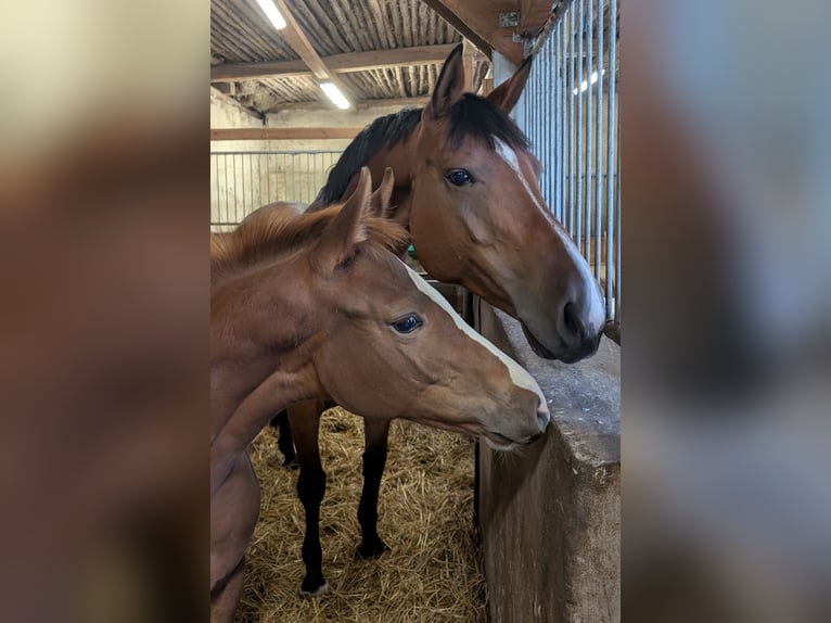 Cavallo da sella tedesco Giumenta 1 Anno Sauro in Paplitz