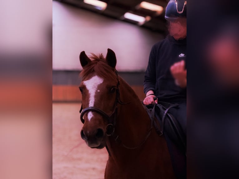 Cavallo da sella tedesco Giumenta 20 Anni 140 cm Sauro in Mons