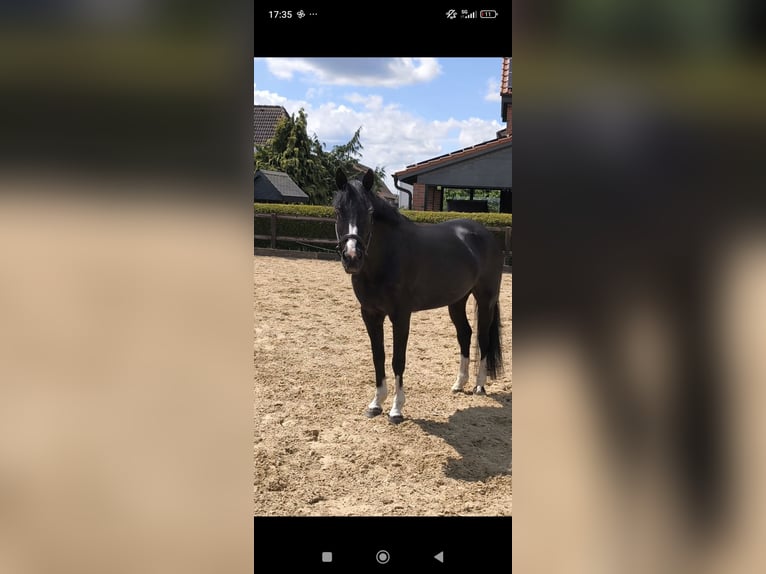 Cavallo da sella tedesco Giumenta 20 Anni 156 cm  in Hannover