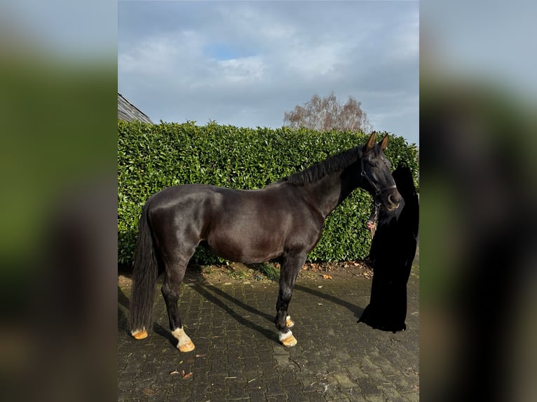 Cavallo da sella tedesco Giumenta 20 Anni 162 cm Baio scuro in Goch