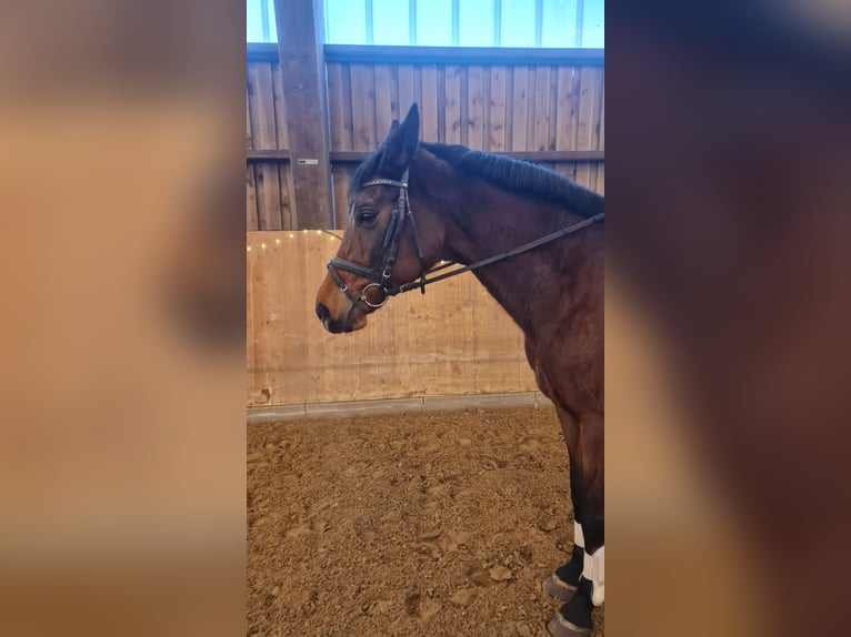 Cavallo da sella tedesco Giumenta 20 Anni 164 cm Baio in Detmold