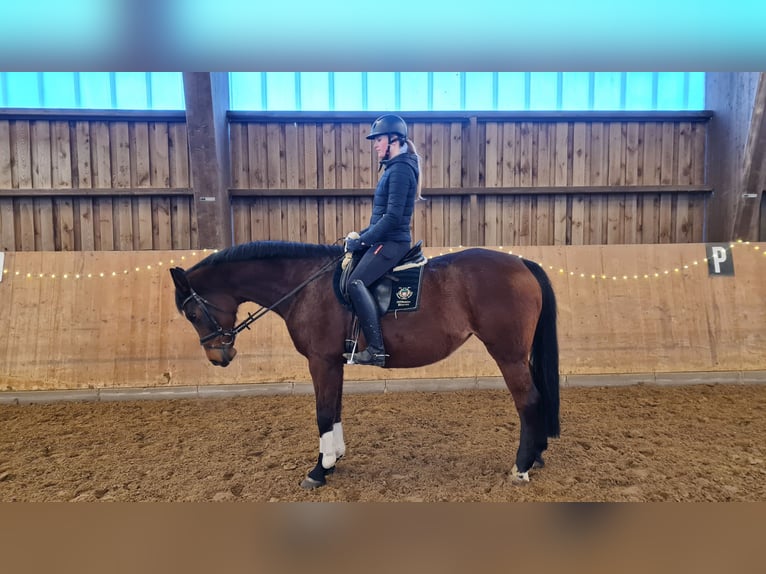 Cavallo da sella tedesco Giumenta 20 Anni 164 cm Baio in Detmold