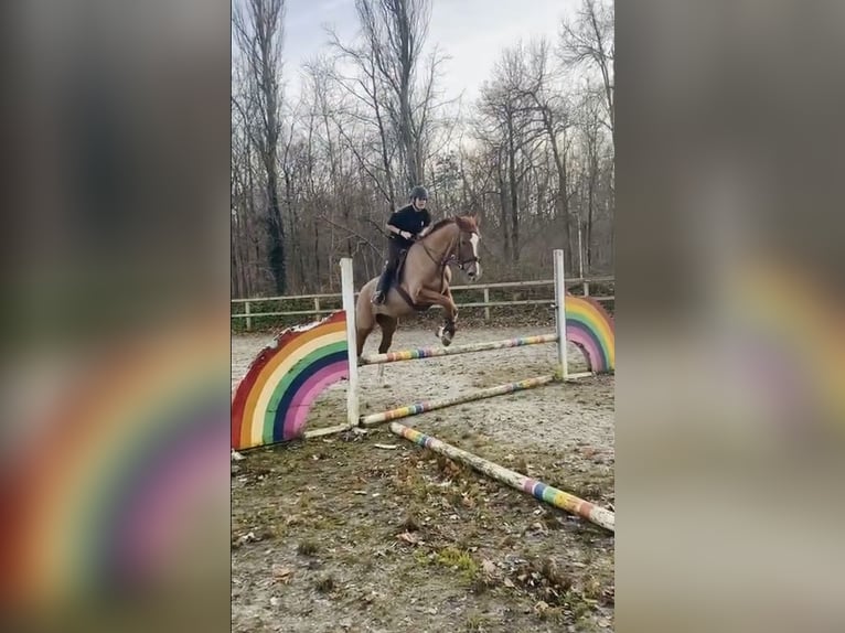 Cavallo da sella tedesco Giumenta 20 Anni 172 cm Sauro ciliegia in Brunssum