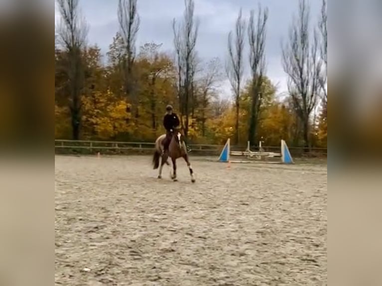 Cavallo da sella tedesco Giumenta 20 Anni 172 cm Sauro ciliegia in Brunssum