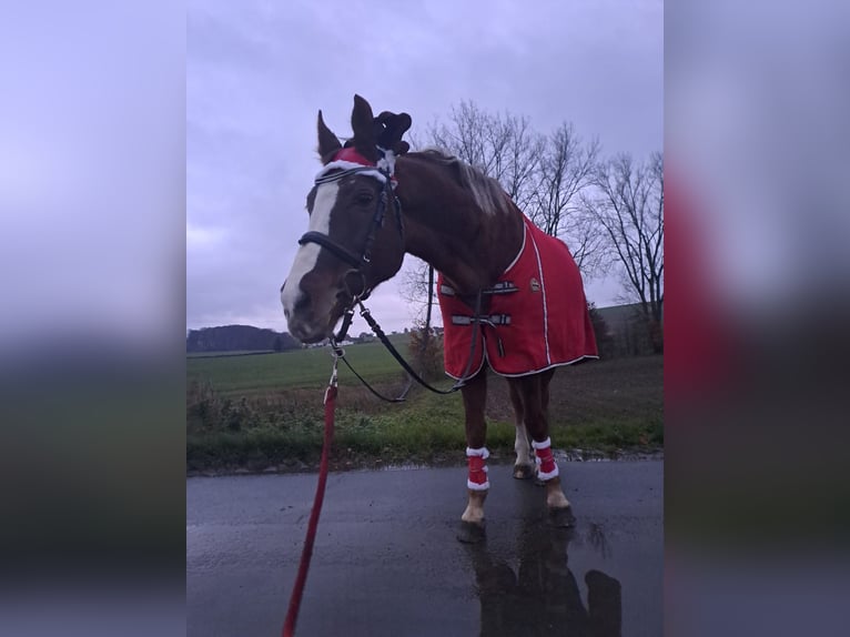 Cavallo da sella tedesco Giumenta 20 Anni 173 cm Sauro in Melle