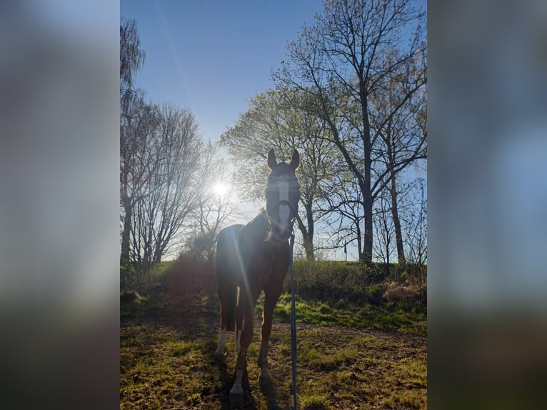 Cavallo da sella tedesco Giumenta 20 Anni 173 cm Sauro in Melle