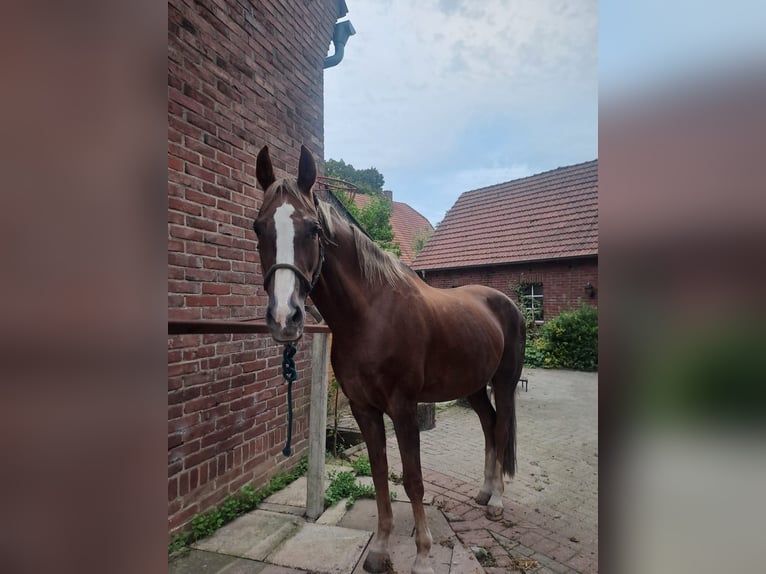 Cavallo da sella tedesco Giumenta 20 Anni 173 cm Sauro in Melle