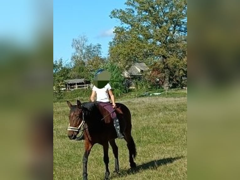 Cavallo da sella tedesco Giumenta 22 Anni 165 cm Baio in Malschwitz