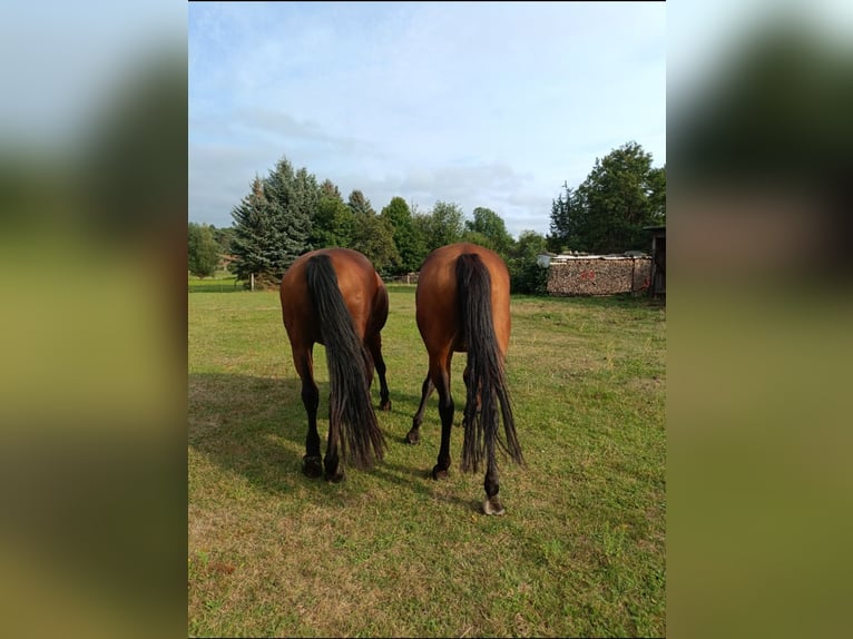 Cavallo da sella tedesco Giumenta 22 Anni 165 cm Baio in Malschwitz