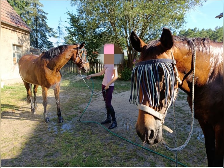 Cavallo da sella tedesco Giumenta 22 Anni 165 cm Baio in Malschwitz