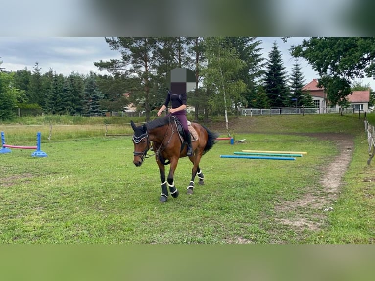 Cavallo da sella tedesco Giumenta 22 Anni 165 cm Baio in Malschwitz