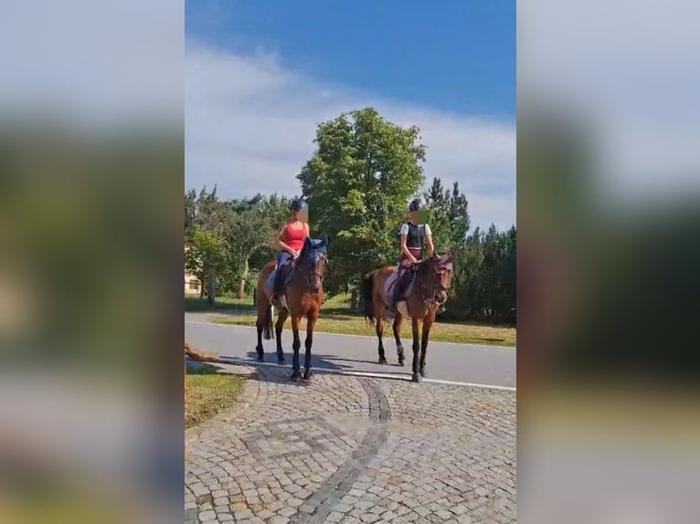 Cavallo da sella tedesco Giumenta 22 Anni 165 cm Baio in Malschwitz