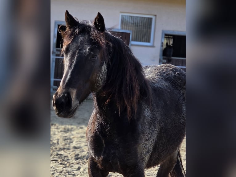 Cavallo da sella tedesco Giumenta 2 Anni 149 cm Falbo in Ulrichstein