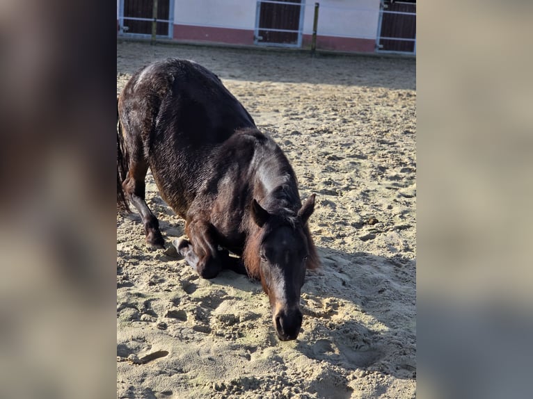 Cavallo da sella tedesco Giumenta 2 Anni 149 cm Falbo in Ulrichstein