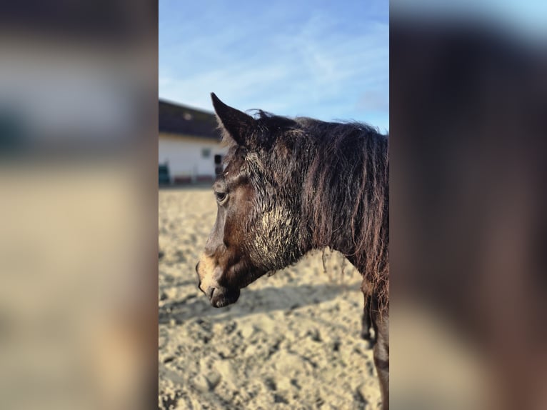 Cavallo da sella tedesco Giumenta 2 Anni 149 cm Falbo in Ulrichstein