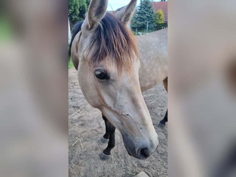 Cavallo da sella tedesco Giumenta 2 Anni 155 cm Pelle di daino in Beelitz