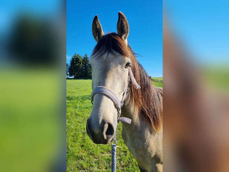 Cavallo da sella tedesco Giumenta 2 Anni 155 cm Pelle di daino in Beelitz