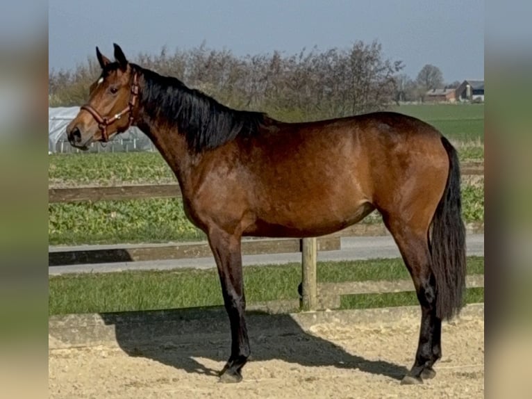 Cavallo da sella tedesco Giumenta 2 Anni 163 cm Baio chiaro in Nordkirchen