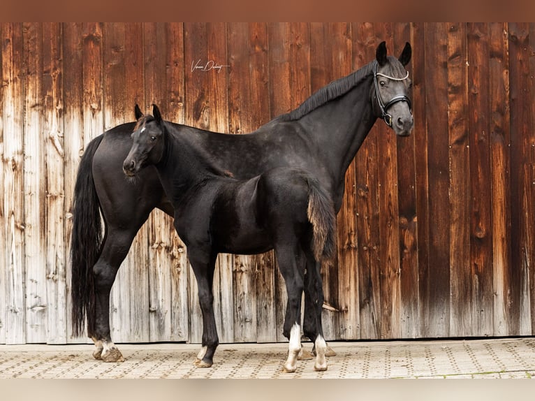 Cavallo da sella tedesco Giumenta 2 Anni Morello in Wiesenfelden