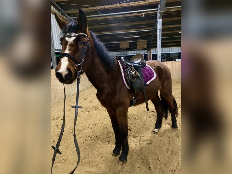 Cavallo da sella tedesco Giumenta 3 Anni 145 cm Baio in Dersum