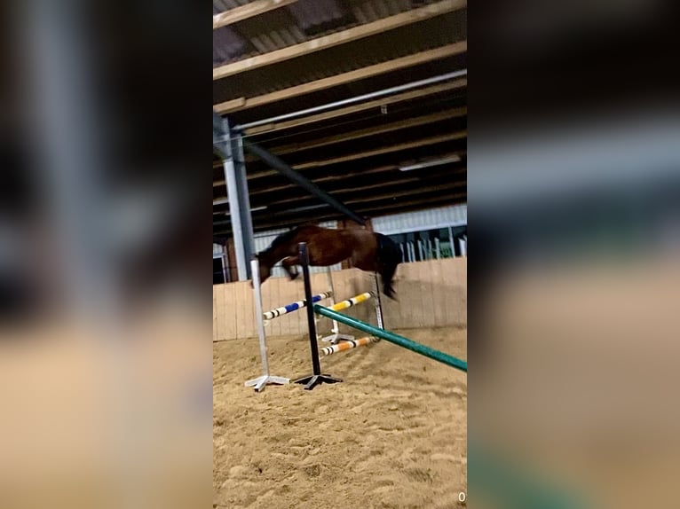 Cavallo da sella tedesco Giumenta 3 Anni 145 cm Baio in Dersum