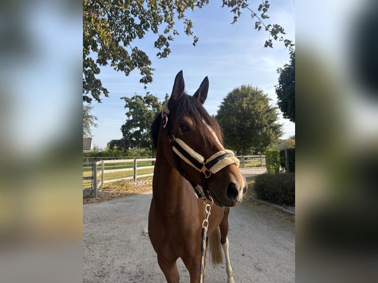Cavallo da sella tedesco Giumenta 3 Anni 153 cm Tobiano-tutti i colori in Kalkar
