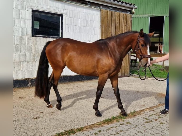 Cavallo da sella tedesco Giumenta 3 Anni 154 cm Baio in Hessisch Lichtenau