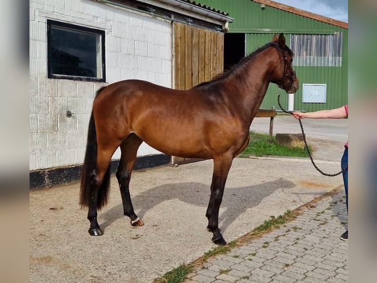 Cavallo da sella tedesco Giumenta 3 Anni 154 cm Baio in Hessisch Lichtenau