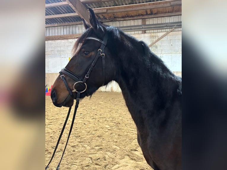 Cavallo da sella tedesco Giumenta 3 Anni 155 cm Baio in Nidderau