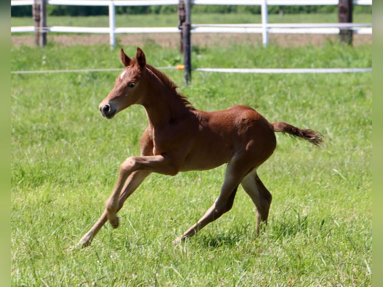 Cavallo da sella tedesco Giumenta 3 Anni 161 cm Sauro in Nottuln