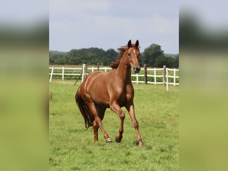 Cavallo da sella tedesco Giumenta 3 Anni 161 cm Sauro in Nottuln