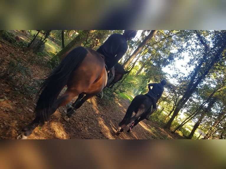 Cavallo da sella tedesco Giumenta 3 Anni 164 cm Morello in Verden (Aller)