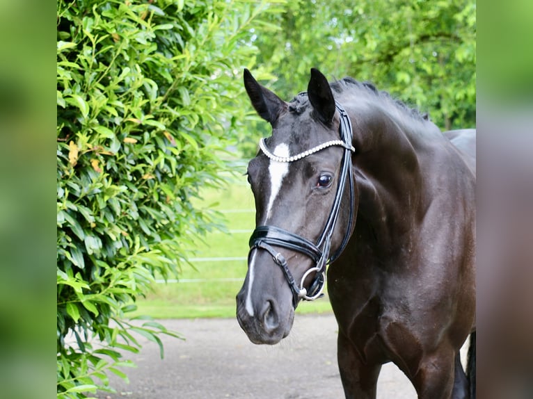 Cavallo da sella tedesco Giumenta 3 Anni 167 cm Morello in Recke, bei Osnabrück