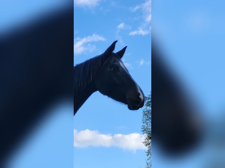 Cavallo da sella tedesco Giumenta 3 Anni 168 cm Baio scuro in Eschwege